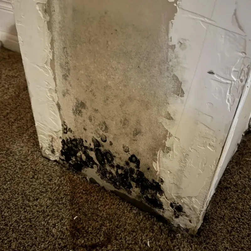 Professional Mold Removal in Jerome, IL